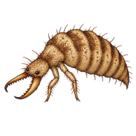 Immaculate Antlion Larva