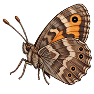 Grayling