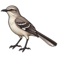 Tropical Mockingbird