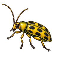 Southern Corn Rootworm