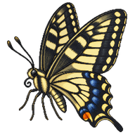 Asian Swallowtail