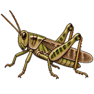 Mottled Grasshopper