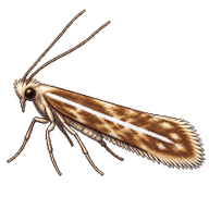 Common Slender