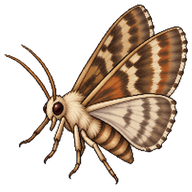 Cactus Moth