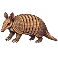 Six-Banded Armadillo