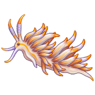 Coleman's Phyllodesmium
