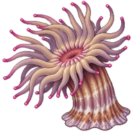 Giant Anemone
