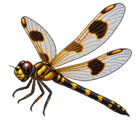 Four-spotted Pennant