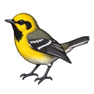 Hermit Warbler