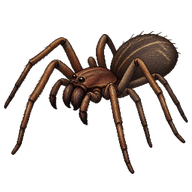 Southern House Spider