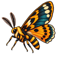 Princely Tiger Moth