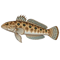Spotted Sandperch