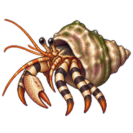 Stripedlegged Hermit Crab