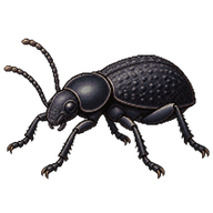 Rough-lipped Darkling Beetle