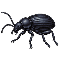 Darkling Beetle