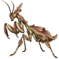 Australian Ghost Hopper Mantis