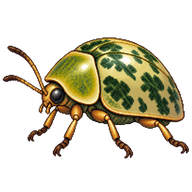 Eucalyptus Tortoise Beetle