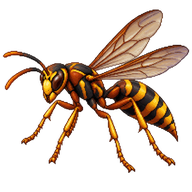 Australian Paper Wasp