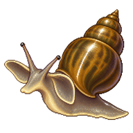 Big-Eared Radix