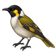 White-naped Honeyeater