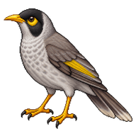 Noisy Miner
