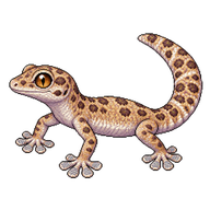 Sinai Fan-fingered Gecko
