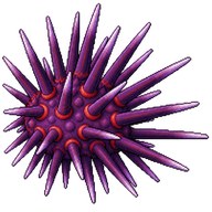Western Pacific purple sea urchin