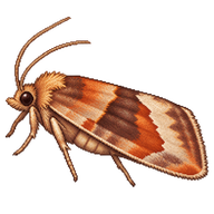 Carnation Tortrix