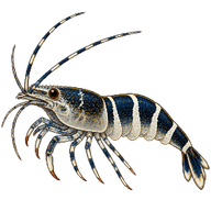 Type shrimp