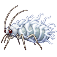 Woolly Apple Aphid