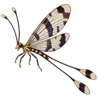 Thread-winged Lacewing