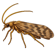 Yellow-horned Caddisfly