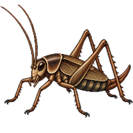Dark Bush-Cricket