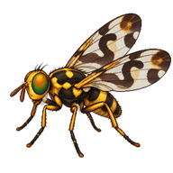 Picture-Winged Fly