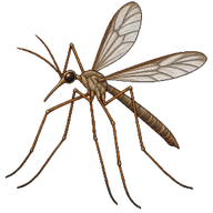 Crane Fly