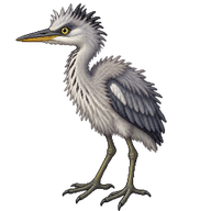 Grey Heron Chick