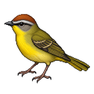 Russet-crowned Warbler