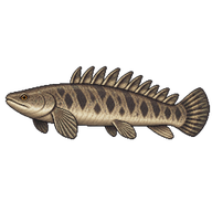 Gray Bichir