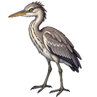 Grey Heron Juvenile
