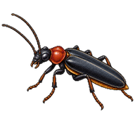 Red-necked False Blister Beetle