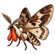 Wattle Goat Moth