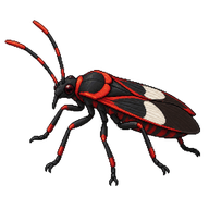 Black-and-Red Bug