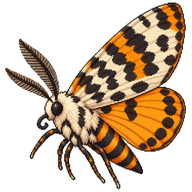 False Tiger Moth