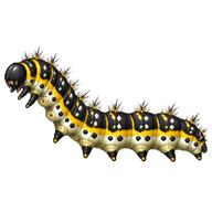 False Tiger Moth Caterpillar
