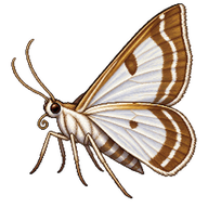 Olive Leaf Moth