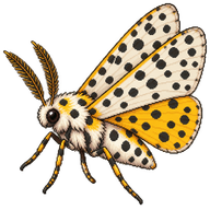 Speckled Footman