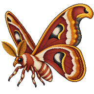 Hercules Moth