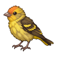 Western Tanager Chick