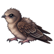 Common Swift Hatchling
