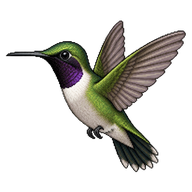 Black-chinned Hummingbird
